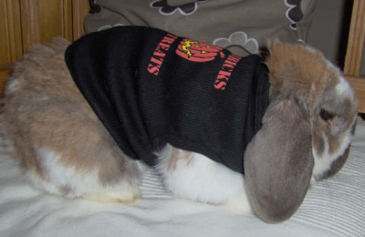 bunny.jpg