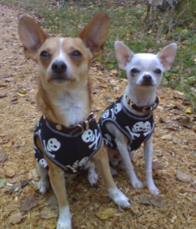 elvis_texas_scull.jpg