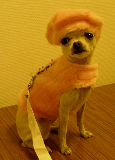 peggy_harness.jpg
