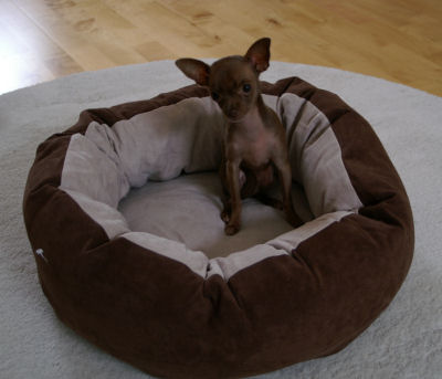 phoenix_bed.jpg