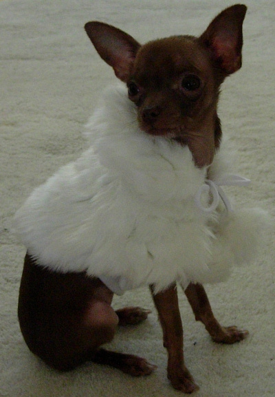 phoenix_mink_med_bg.jpg