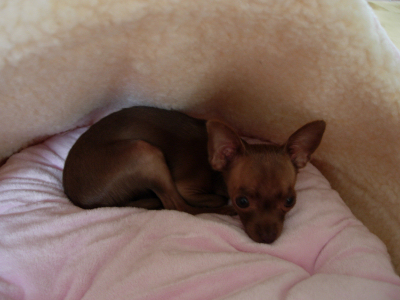 phoenix_princess_bed.jpg