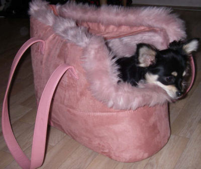 sessan_furry_friend071.jpg