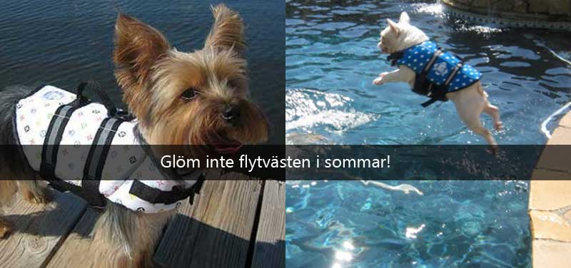 Hund flytväst