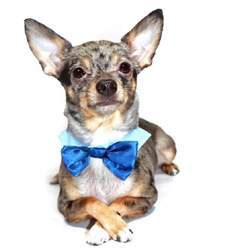 SATIN BOW TIE - BLUE (Pet Boutique)