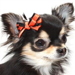 ORANGE &amp; BLACK HAIR BOW (Pet Boutique)