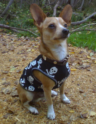 elvis_scull.jpg