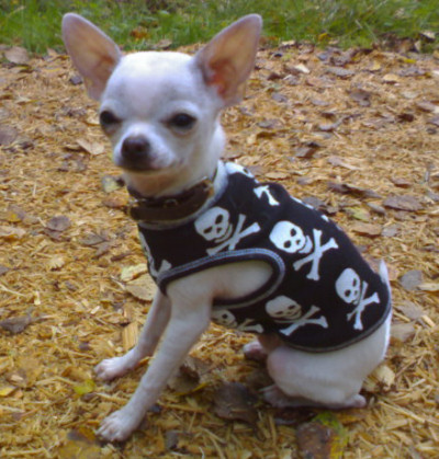 texas_scull.jpg