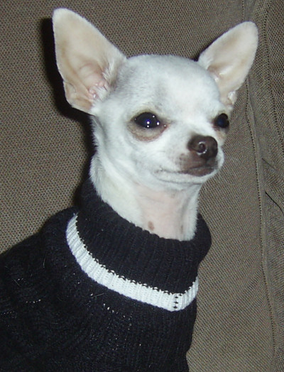 texas_sweater.jpg