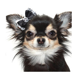 LACE &amp; PEARL BOW - BLACK (Pet Boutique)