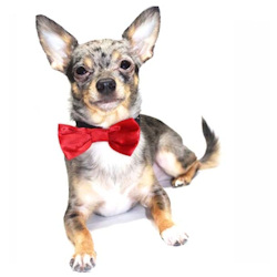 SATIN BOW TIE - RED (Pet Boutique)